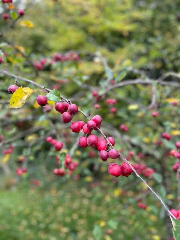 October Half Term in Sussex 22