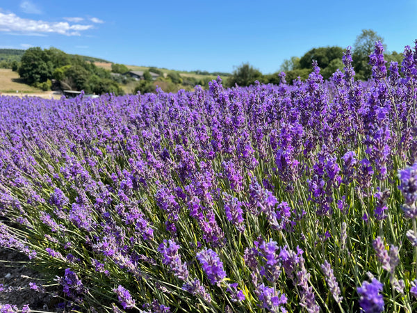 Lordington Lavender Farm