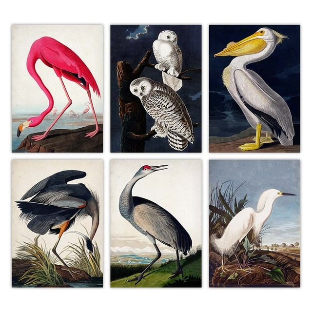 set of 6 vintage birds poster