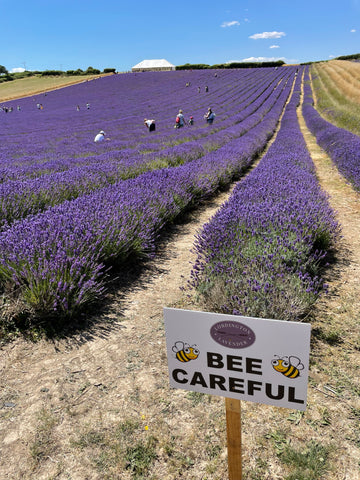 Lordington lavender farm