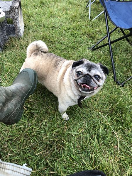 Pucci poptart enjoying herself camping