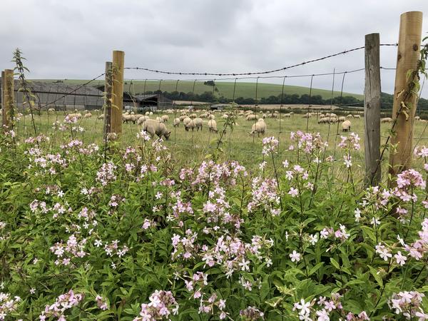 walking through meadows near meonside campsite